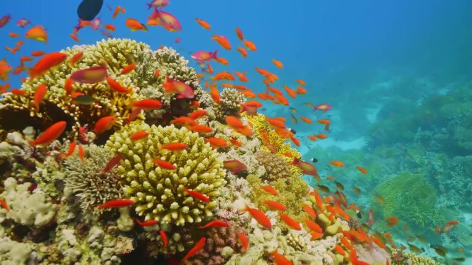 珊瑚鱼。海底世界，海鱼。海洋生物的海洋世界。鱼礁海生。色彩斑斓的水下海景。