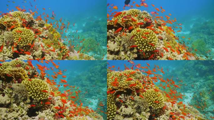 珊瑚鱼。海底世界，海鱼。海洋生物的海洋世界。鱼礁海生。色彩斑斓的水下海景。