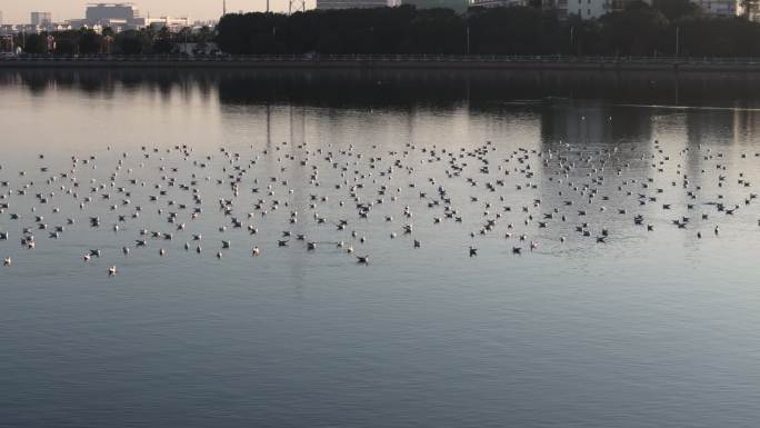 武汉江夏汤逊湖上的红嘴鸥候鸟迁徙航拍1