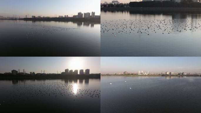 武汉江夏汤逊湖上的红嘴鸥候鸟迁徙航拍1