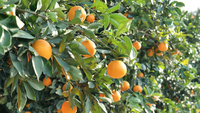 农业农民水果橙子采摘