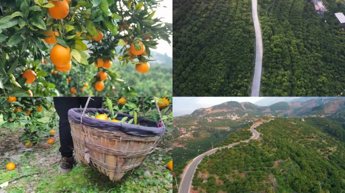 农业农民水果橙子采摘
