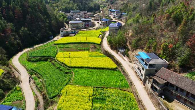 乡村油菜花片头4k素材