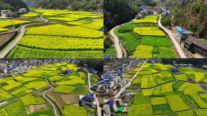 乡村油菜花片头4k素材