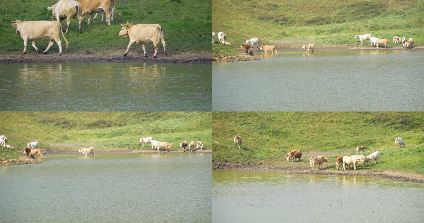 野外放牧放牛河边吃草原生态散养