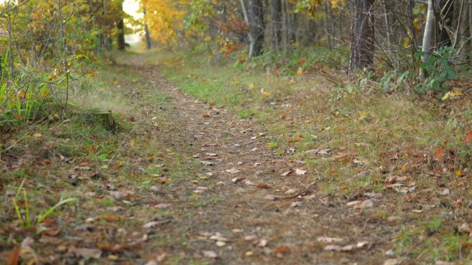 树叶散落的小路蜿蜒穿过秋天的树林。
