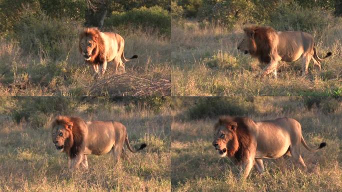 一只雄狮因为吃饱了肚子，耷拉着肚子走过。