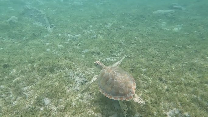美属维尔京群岛圣约翰珊瑚礁:海龟
