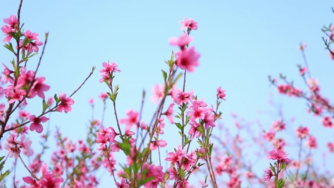 盛开的桃花