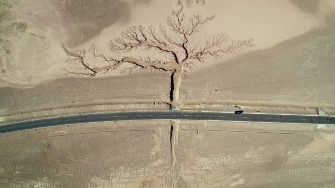 西藏大地之树航拍视频4K