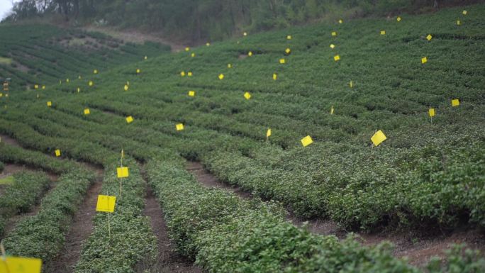 茶叶 采茶 茶山  茶园 茶人 采茶空镜