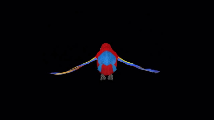 鹦鹉鸟-猩红金刚鹦鹉-飞行环-后视图近距离