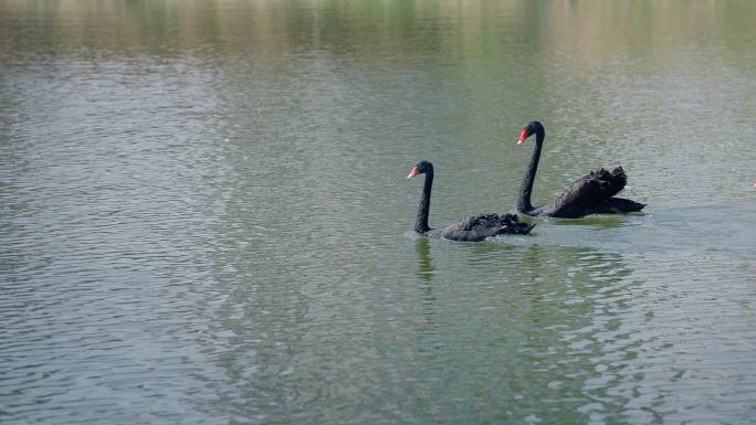 三只黑色的天鹅在湖里游水