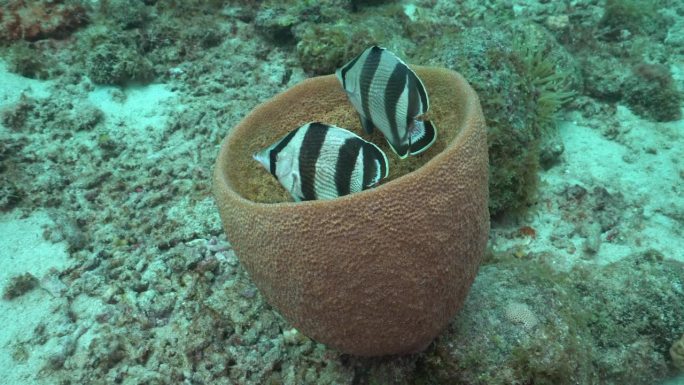 一对带条纹的蝴蝶鱼并排在加勒比海珊瑚礁中的棕色桶状海绵中盘旋。