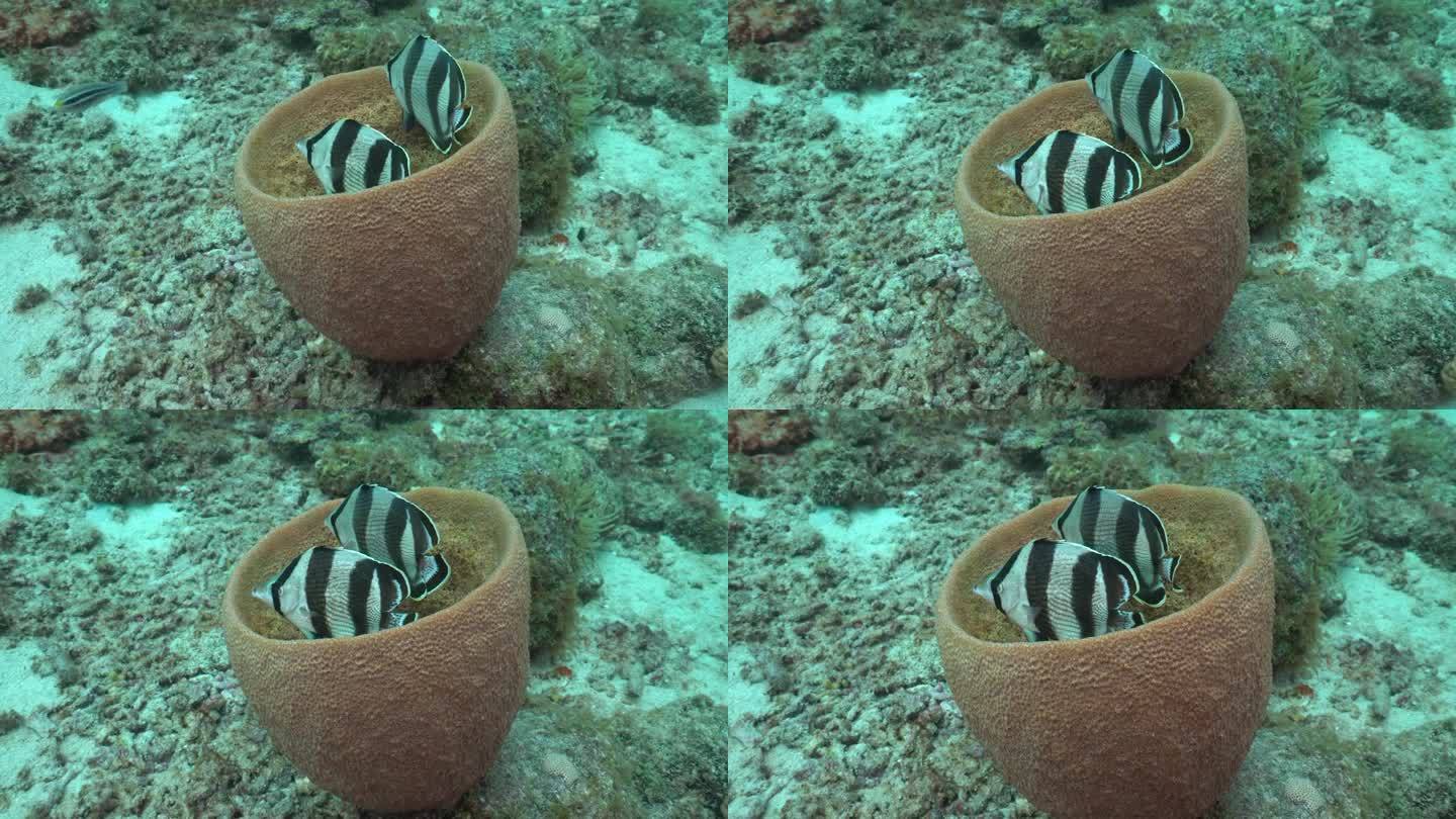 一对带条纹的蝴蝶鱼并排在加勒比海珊瑚礁中的棕色桶状海绵中盘旋。