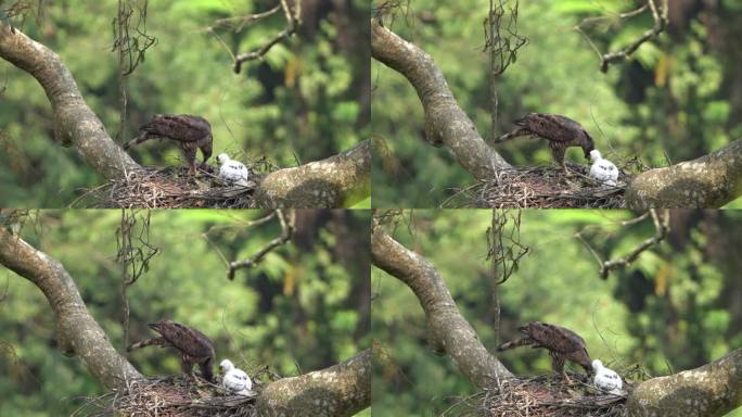 一只爪哇鹰和它的雏鹰在野外的巢里(1)