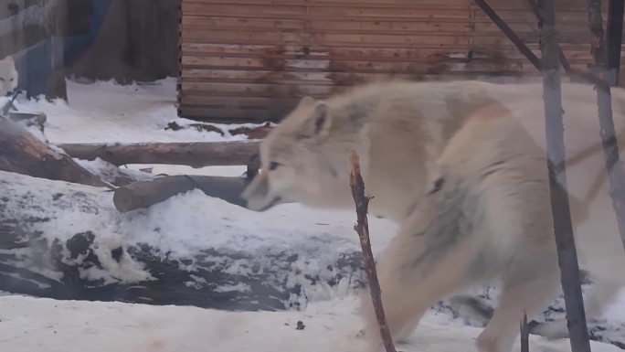 极地狼在雪地上行走，被吃掉的猎物躺在周围