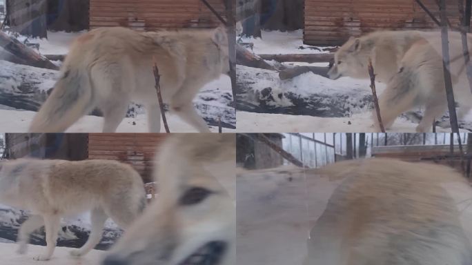 极地狼在雪地上行走，被吃掉的猎物躺在周围