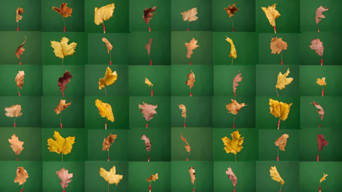 旋转秋叶对一个绿色的屏幕，允许无缝的背景删除和轻松插入到任何场景。