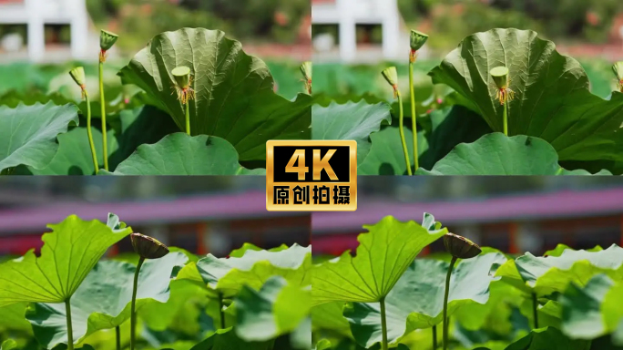 4K实拍荷花荷塘荷叶