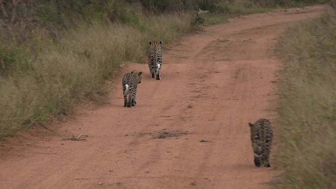 一只豹子带着她的幼崽走在非洲野生动物保护区的一条土路上。
