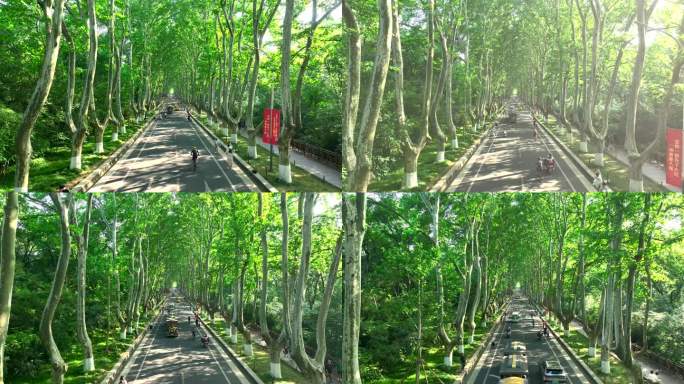 南京钟山风景区梧桐大道夏日航拍