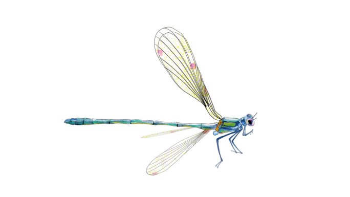 动画蜻蜓设计在水彩拼贴视频