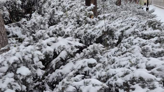 绿地 植物 松树 落雪 背景