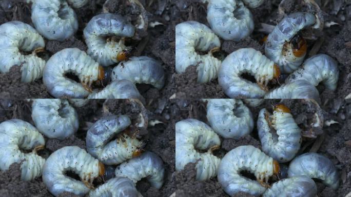 许多鹿角甲虫的幼虫在花园的地面上