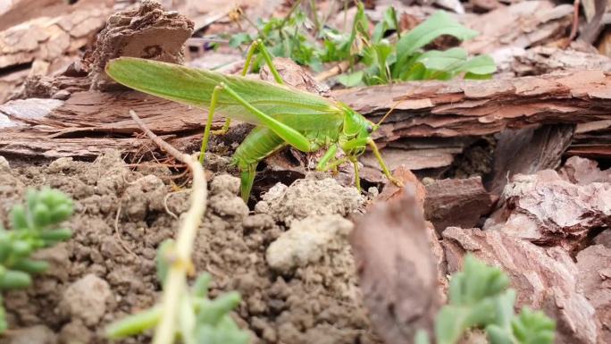 蚱蜢Tettigonia viridissima又名大绿灌木蟋蟀，通过产卵者向土壤产卵。