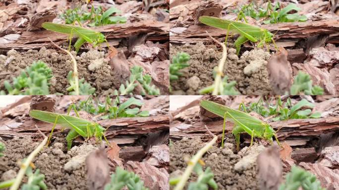 蚱蜢Tettigonia viridissima又名大绿灌木蟋蟀，通过产卵者向土壤产卵。