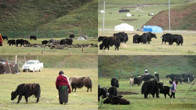 藏族牧民 平静的生活 牦牛 高原 草原