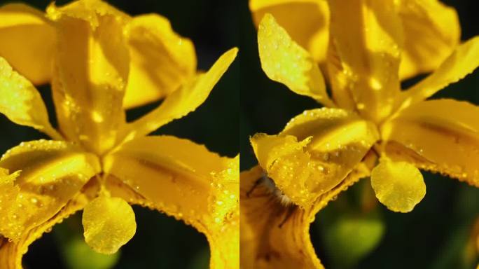 垂直，大黄蜂在露珠中为黄色鸢尾花授粉，慢动作