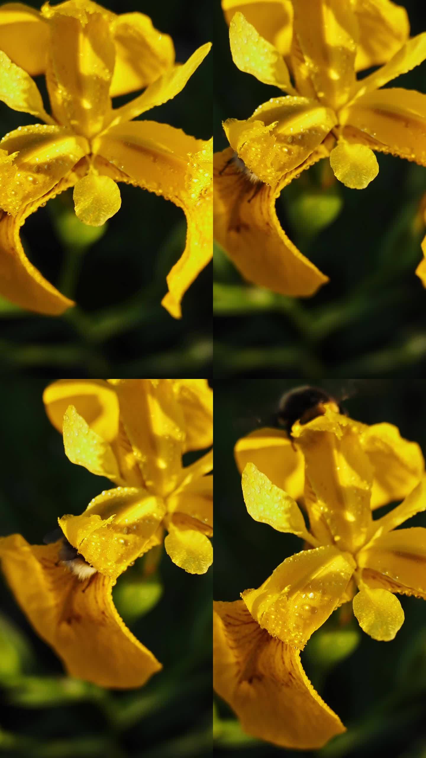 垂直，大黄蜂在露珠中为黄色鸢尾花授粉，慢动作