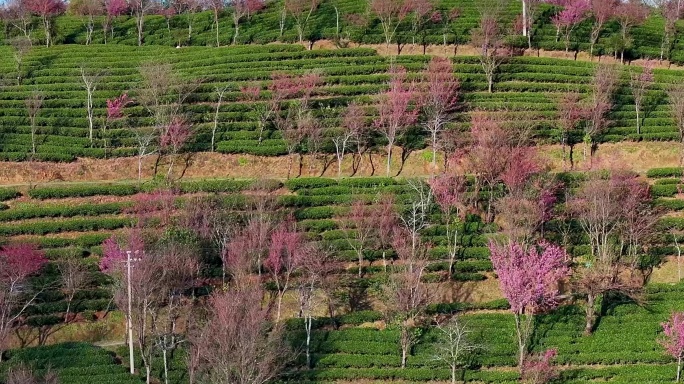 航拍云南无量山樱花谷日落风光