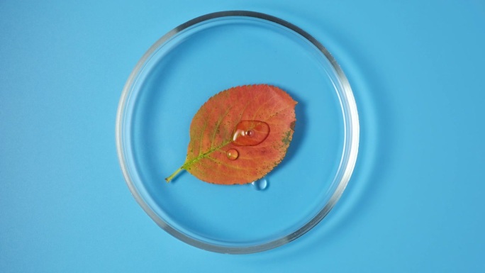 在有液甘油的培养皿中放入干燥的橙色秋叶。加湿，实验室检测。甘油，4K视频，旋转