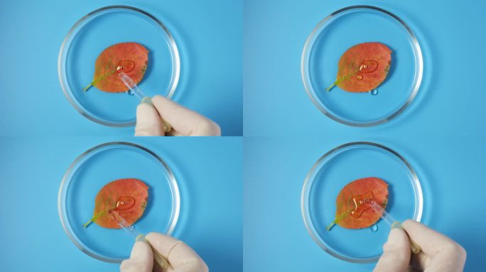 在有液甘油的培养皿中放入干燥的橙色秋叶。加湿，实验室检测。甘油，4K视频，旋转