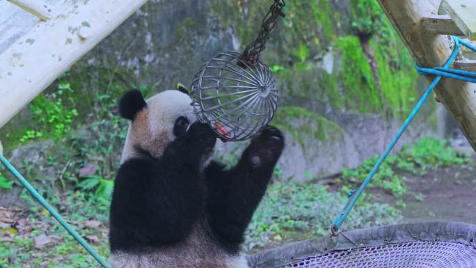 大熊猫四喜丸子玩耍