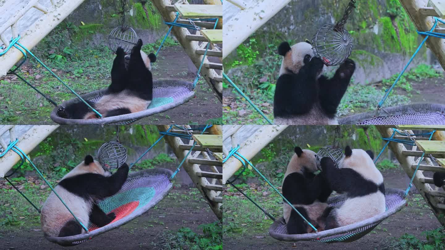 大熊猫四喜丸子玩耍