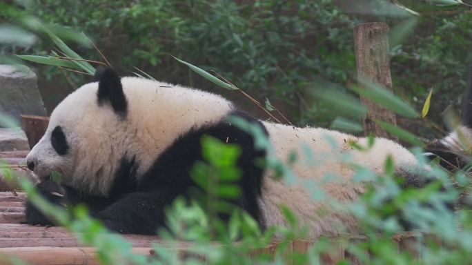 大熊猫吃竹子