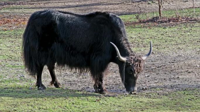 国内牦牛，Bos mutus grunniens。一种在喜马拉雅地区发现的长毛家养牛科动物