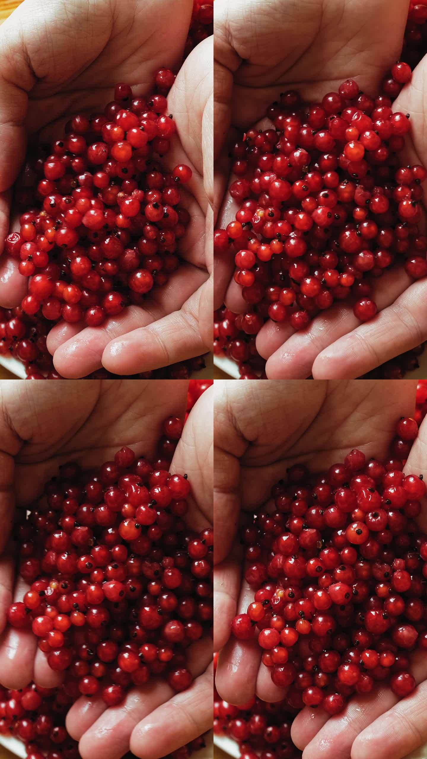 垂直的食物背景。女人的手拿着一串红醋栗浆果。