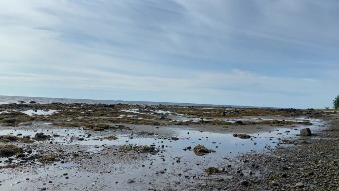 海泥中的岩石。在一个阳光明媚的日子里，退潮时的大海让你看到无比美丽的岩石、植被和海洋生物