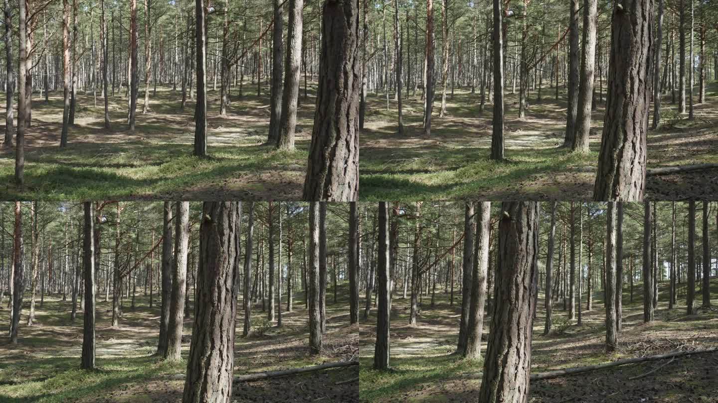 Osetnik，波美拉尼亚省，波兰-树木在森林中的景象-空中淘金