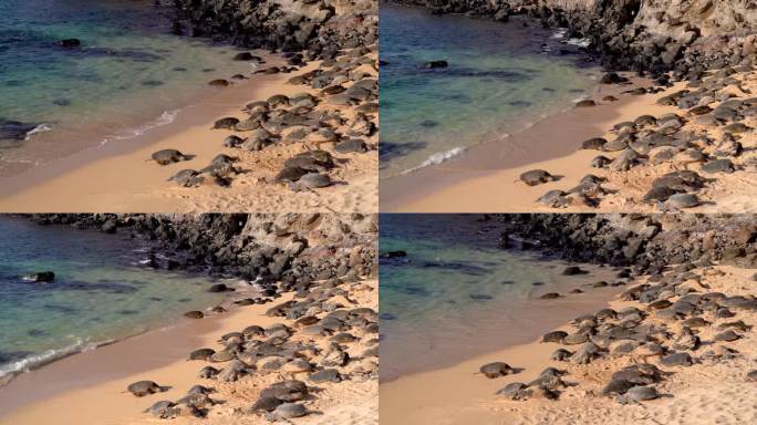 夏威夷毛伊岛胡基帕海滩公园沙滩上的野生霍努巨型夏威夷绿海龟。Ho 'okipa海滩路到Hana。风帆