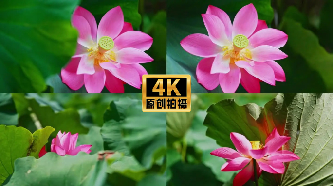 4K实拍荷花荷塘荷叶