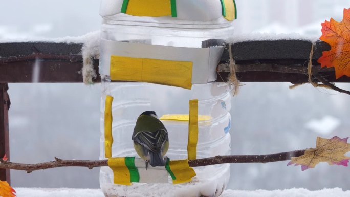 冬天，山雀在阳台上用塑料瓶手工制作的喂食器里吃南瓜和葵花籽。