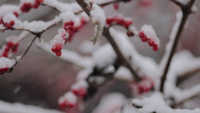 沈阳植物雪景