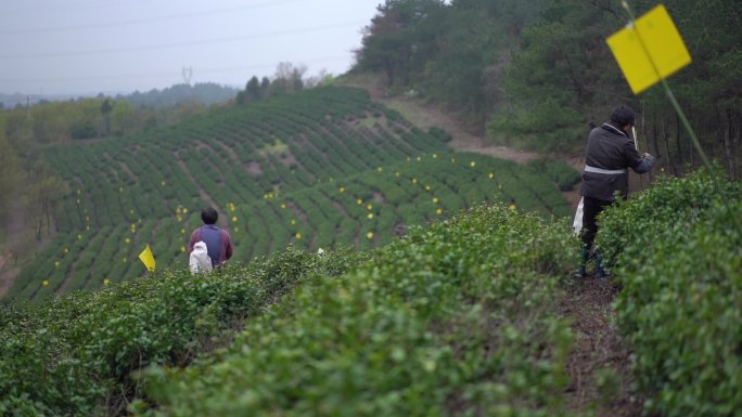 茶叶 采茶 茶山  茶园 茶人 采茶空镜