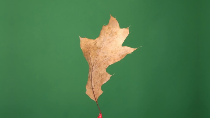 一片秋天的叶子在绿色的屏幕上旋转，允许无缝集成到各种视觉项目中。